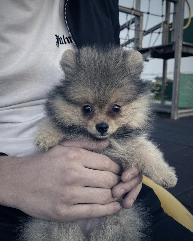 POPI as a puppy, held in two hands