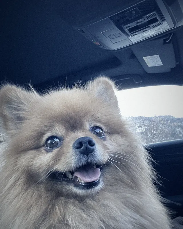 POPI in the passenger seat of a car